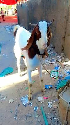 2 dant Bakra
