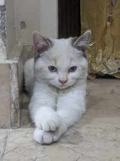 kitten