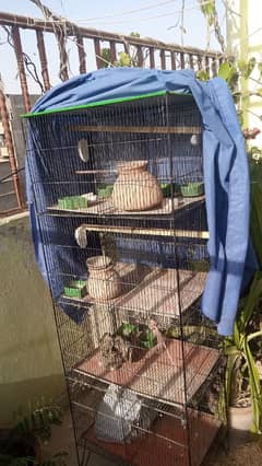 Birds Cage