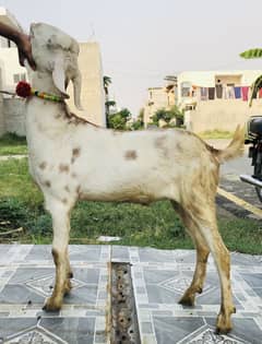 2 Dant Khassi Tedi Bakra for Qurbani
