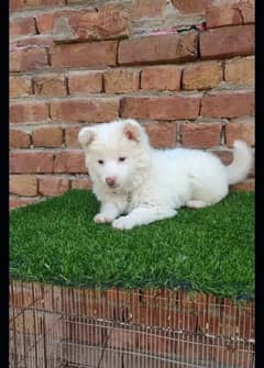 Persian  | Persian Cat | Punch Face Persian 0346:00:62798WhatsApp