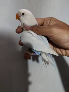 Blue Palefallow