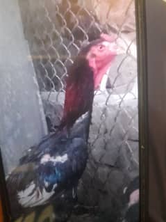shamo croos murga