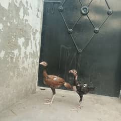 Aseel pair Healthy and active age 4 months
