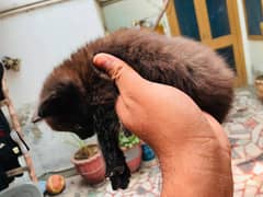 Black persian double coated
