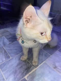 1 female cat or 2 baby for sale