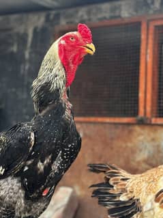 Shamo Pure Aseel Old Blood Line