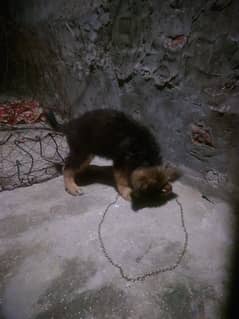 original German shepherd  Whatsapp 03095610075