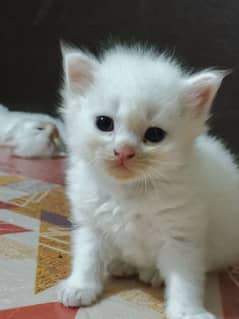 Persian kittens