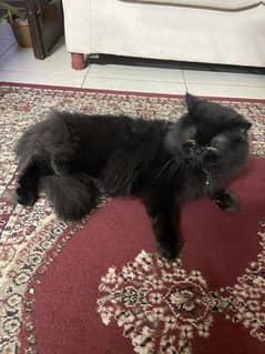 Persian
