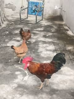 2 murgiyan 1 murga