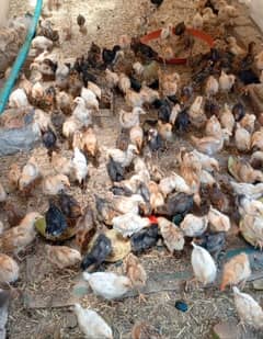 golden misri chicks available 20 day old