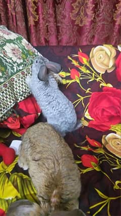 Pure breed flemish giant bunny pair