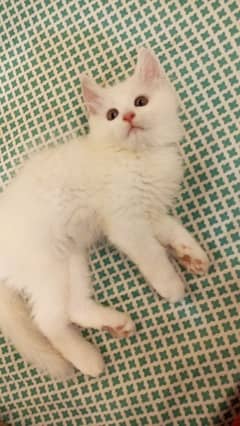 persian