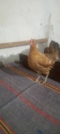 egg ke liye ready