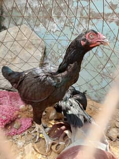 Aseel Females 03/19/465/88/71