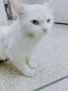 Cat Persian white