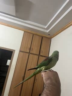 Kashmiri raw parrot