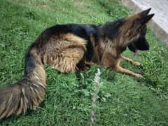 german Shepherd long hair long court