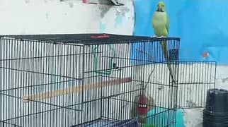 Male parrot for sale