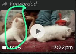 Cute kittens for sale