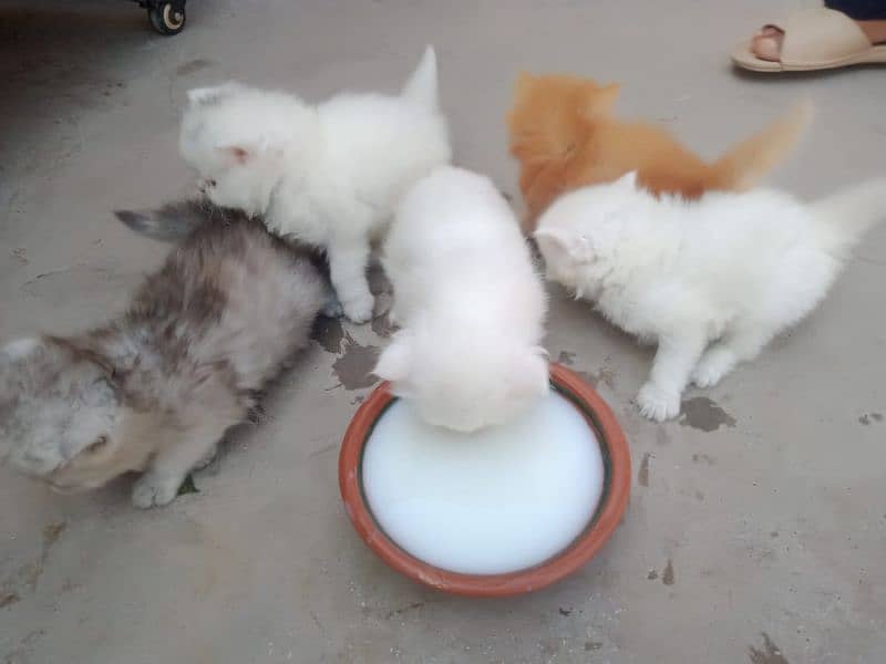 Cute kittens for sale 1