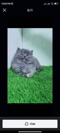 Persian cat for sale male or female my WhatsApp 0325=92=17=964