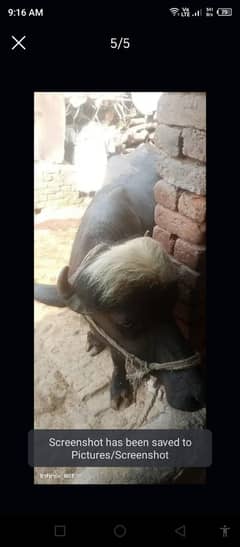 Beautiful Qurbani