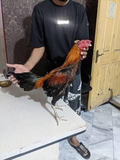 Thai barmi