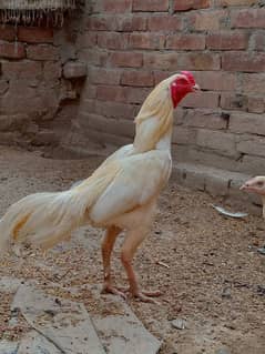 Heera aseel