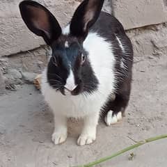 rabit sale