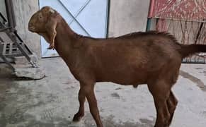 Amratsari breed ka chota bakra age 5 months