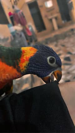 Lorie Female Parrot