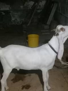 gallabi