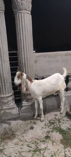 got for sale age 1 year 2 dant