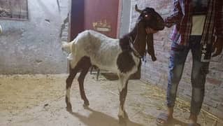 bakra