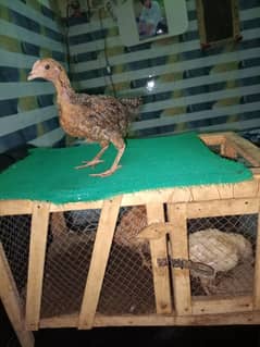 Pinjra choose a for sale