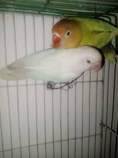 Love birds decino. albino red eyes pair and cremino