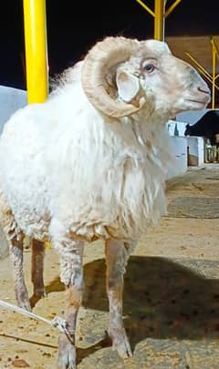 Eid Special mandi