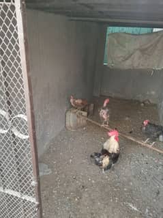 3 Desi Murgi, 1 murga