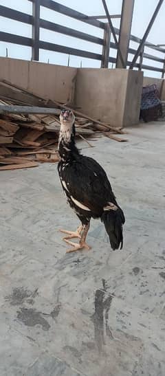 aseel black walle 4 mah