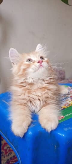 pure Persian heavy coated kittens with Ginger tabby colour