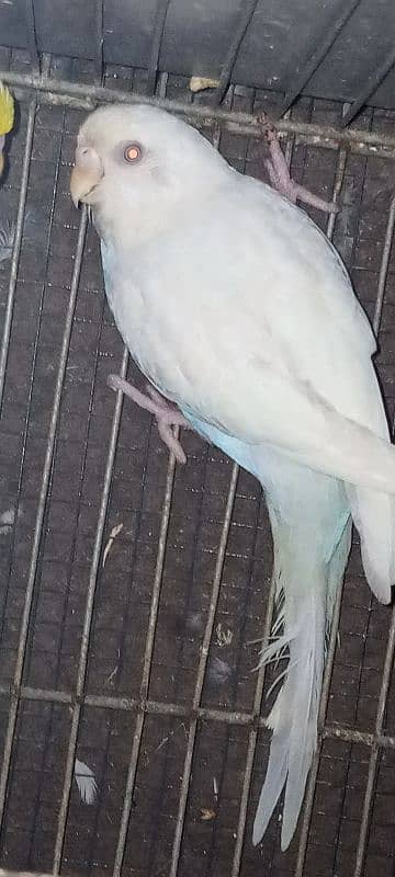 bajri red eye white, yellow albino red eye lotino red eye breeder pair 5