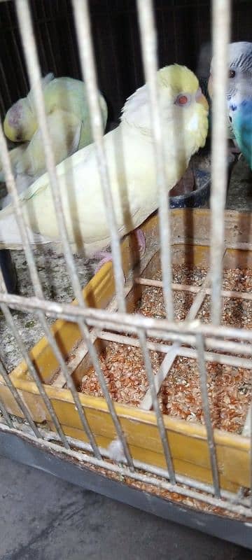 bajri red eye white, yellow albino red eye lotino red eye breeder pair 6