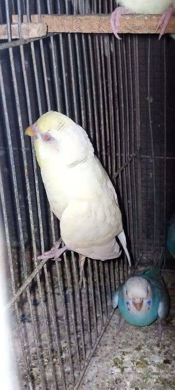bajri red eye white, yellow albino red eye lotino red eye breeder pair 7