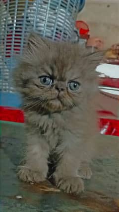 Kittens