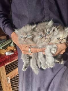 Kittens
