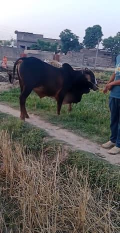 Saahiwal Bail