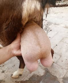 Gulabi teddy bakri with female kid 2 kg dodh wali