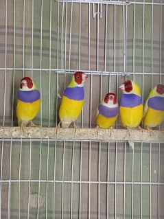 Finch lutino Gouldian